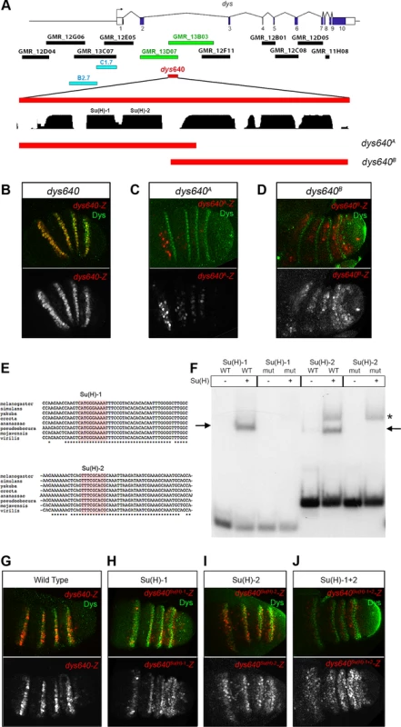 <i>dys</i> is a direct target of the Notch pathway.