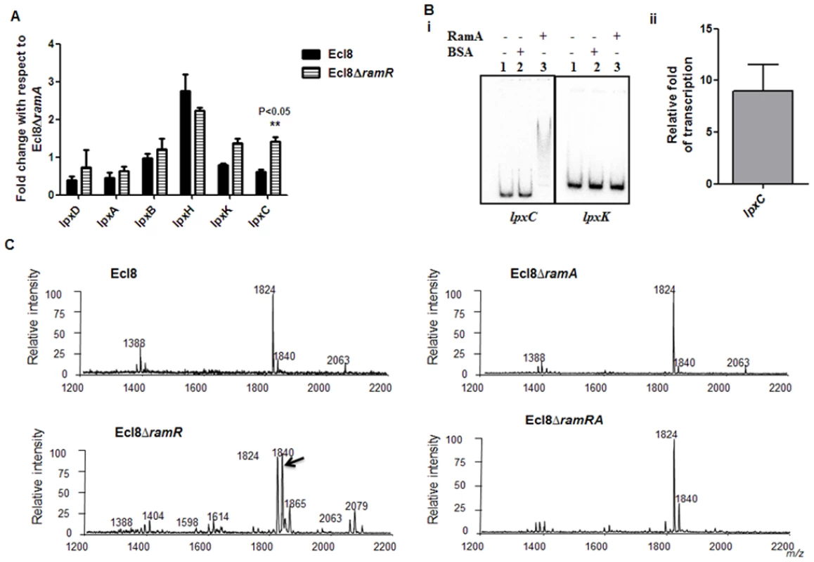 A. Gene Expression analyses of <i>lpx</i> genes.