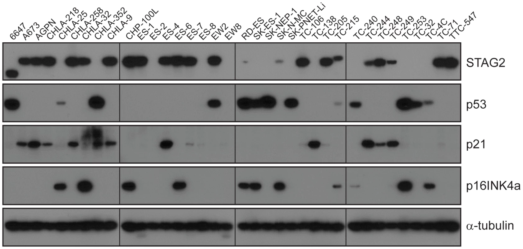 Western blots analysis of STAG2, TP53, p21<sup>WAF1/CIP1</sup>, and p16<sup>INK4a</sup> on a panel of 36 unique EFT cell lines.
