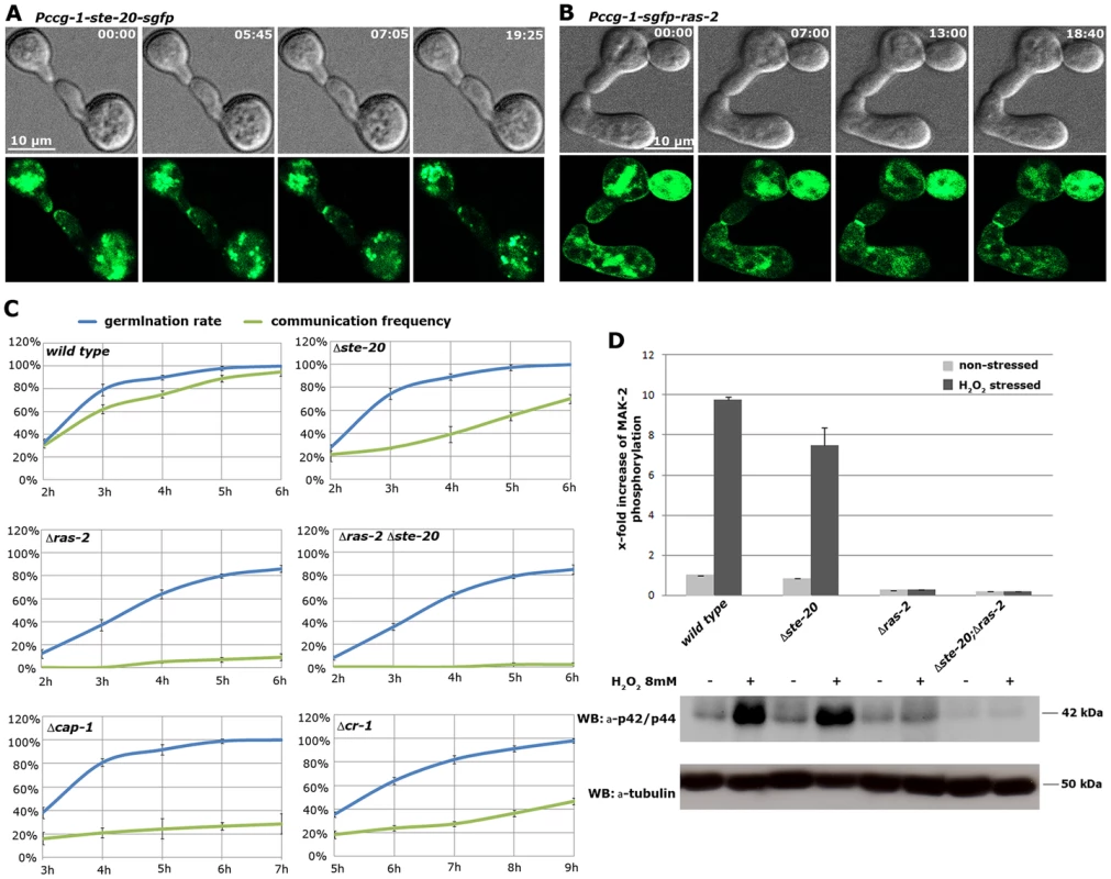 The MAK-2 pathway elements STE-20 and RAS-2 are important for cell-cell communication.