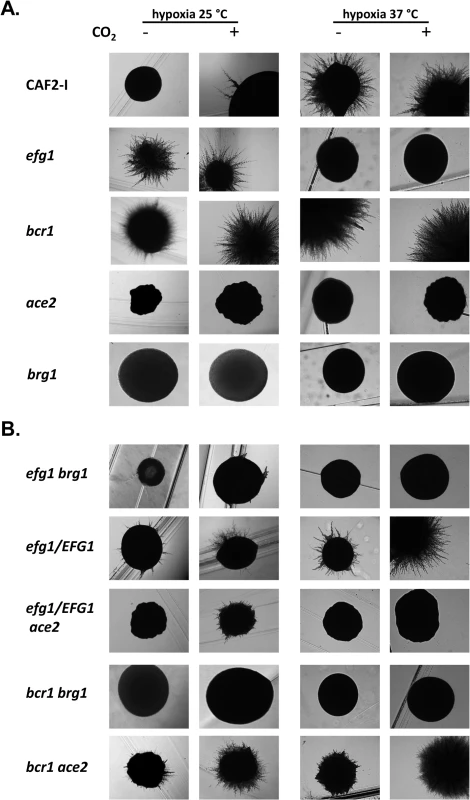 Hypoxic phenotypes of mutants lacking hypoxic regulators.