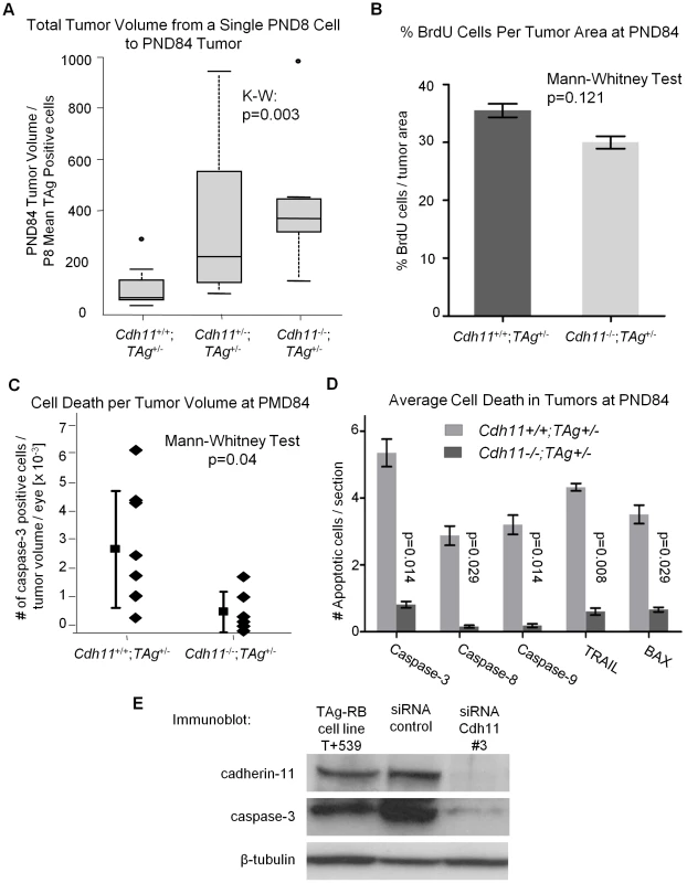 Allelic loss of <i>Cdh11</i> led to faster growing tumors due to decreased cell death.
