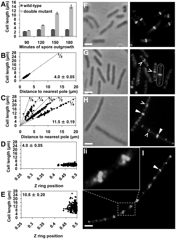 Z rings form precisely at midcell in the <i>noc minCD</i> double mutant.