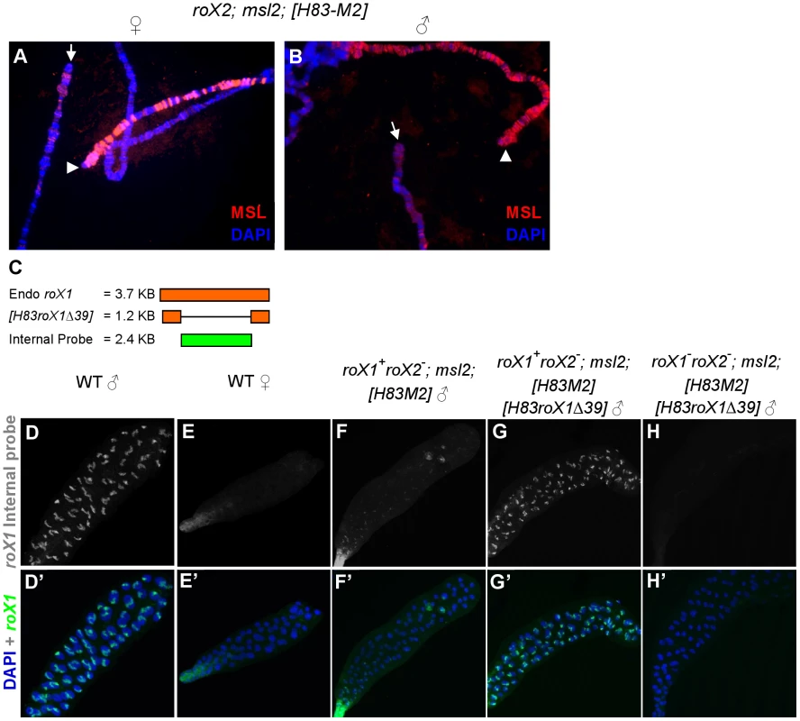 <i>roX1</i> RNA is needed to sustain endogenous <i>roX1</i> transcription in males.