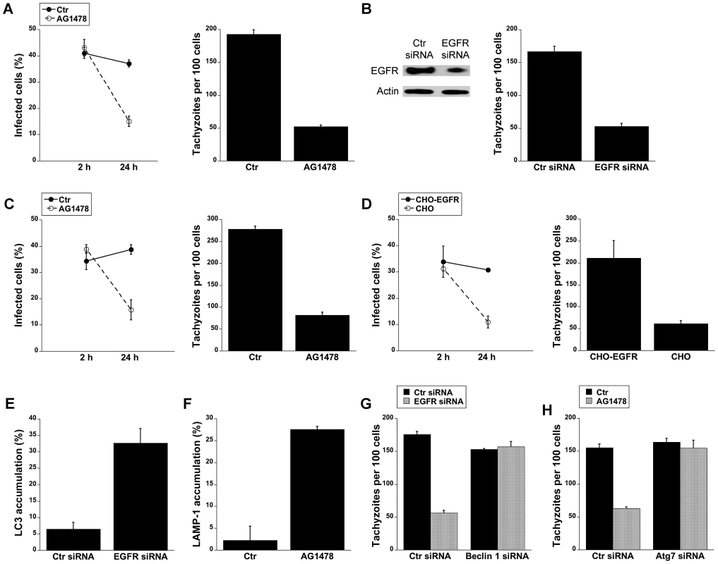 Blockade of EGFR induces accumulation of the autophagy protein LC3 around the parasite, vacuole-lysosome fusion and killing of <i>T. gondii</i> dependent on the autophagy proteins.