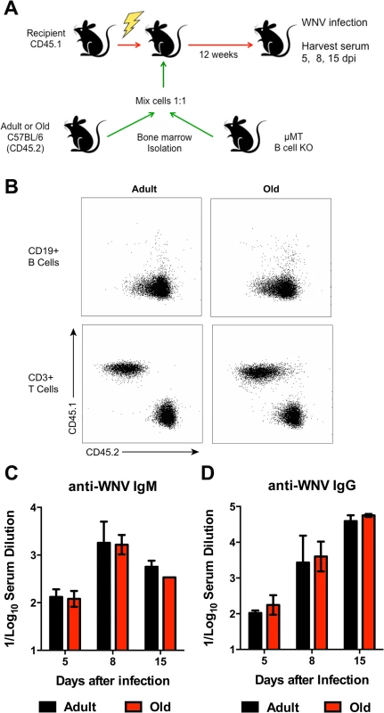 Humoral immune response of donor bone marrow into irradiated recipient mice.