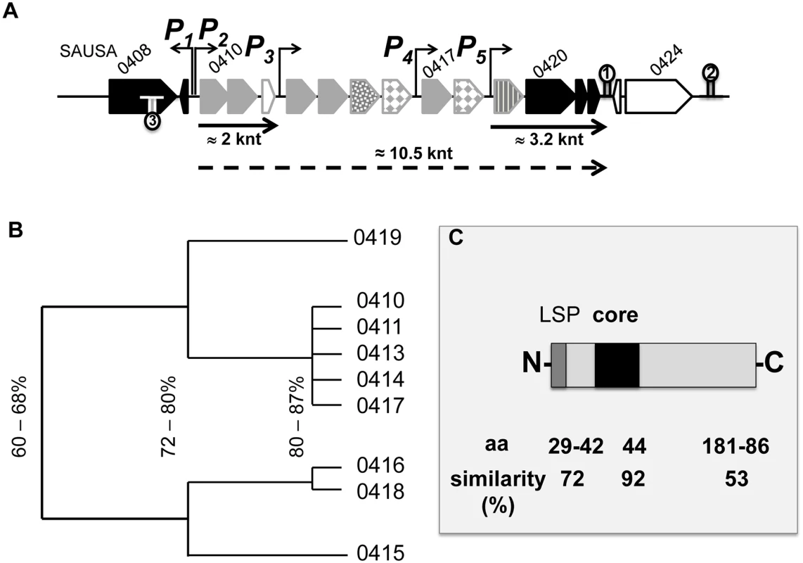 Genetic organization of the <i>lpl</i> cluster operon.
