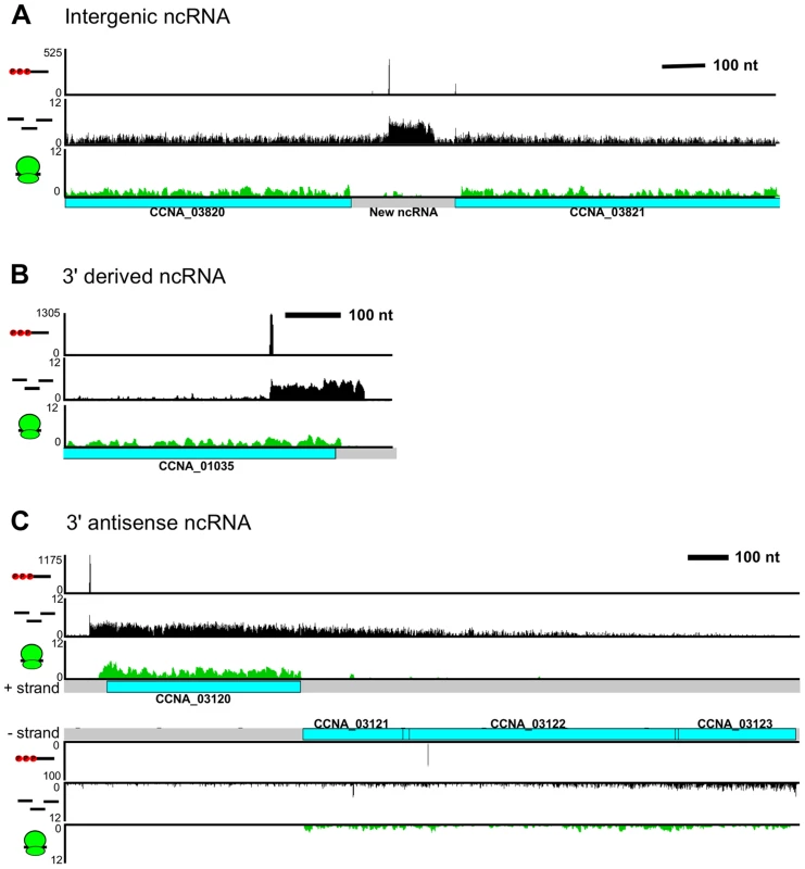 <i>C. crescentus</i> noncoding RNA architecture.