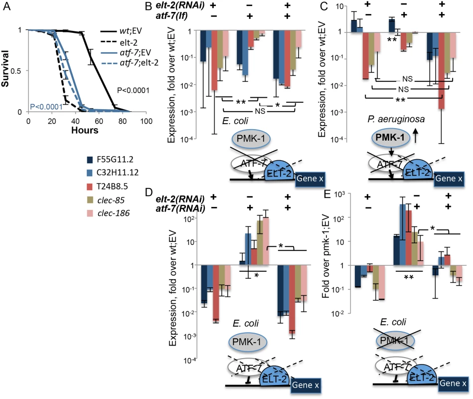<i>elt-2</i> is essential for <i>atf-7</i>-dependent immune gene regulation.