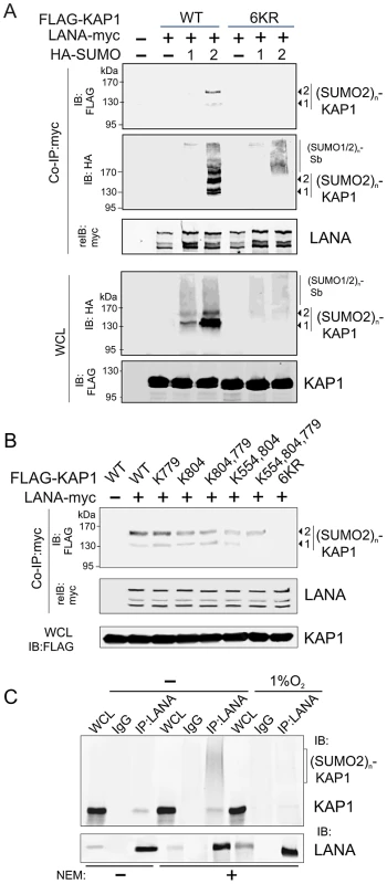 LANA recognizes the poly-SUMO2 modified chain on Lysine 779 and Lysine 804 of KAP1.
