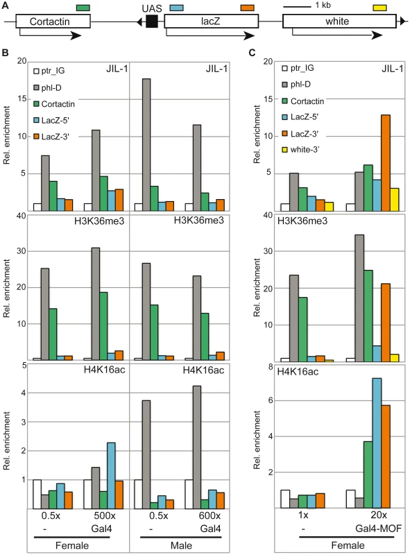 JIL-1 distribution upon activation of a reporter construct in flies.