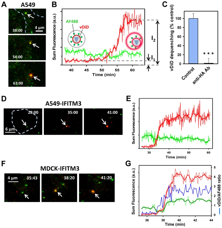 Lipid mixing between single IAV particles and endosomes in control and IFITM3-expressing cells.
