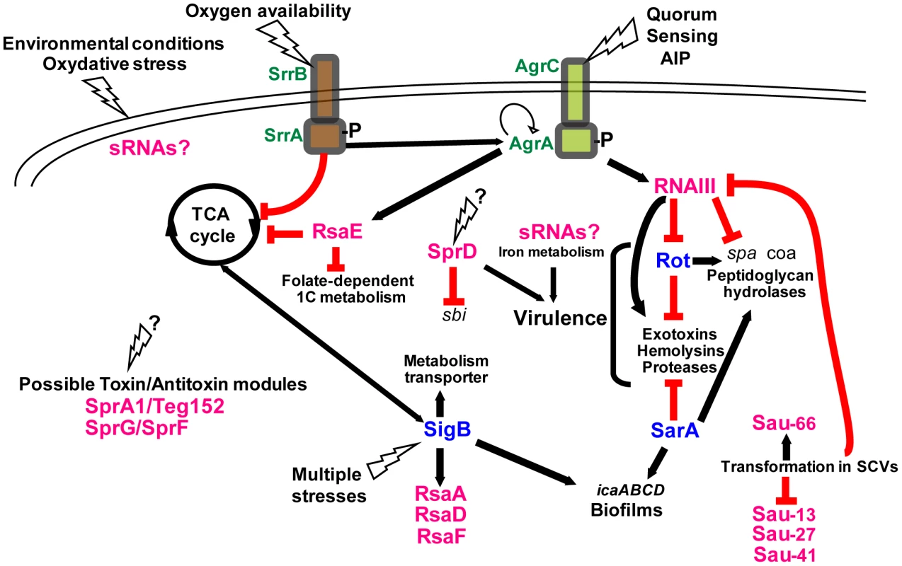 Integrating the <i>S. aureus</i> sRNAs into gene regulation cascades.