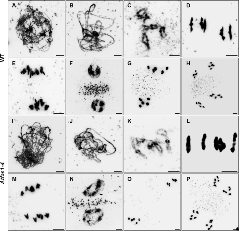 <i>Atfas1-4</i> does not show cytological meiotic alterations.