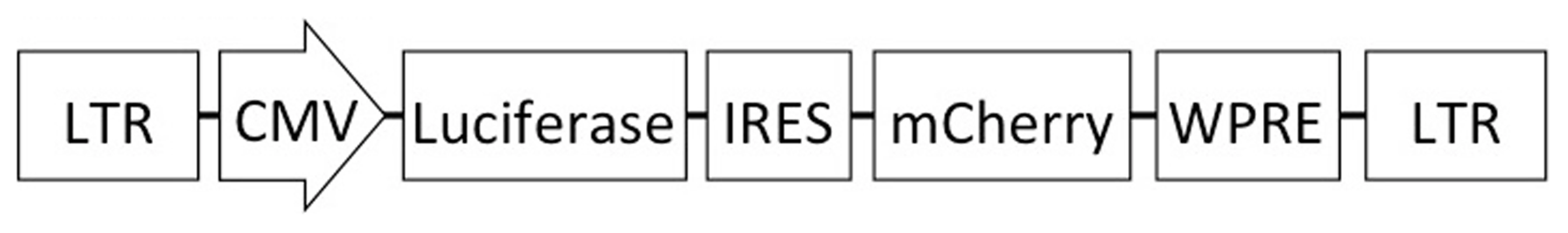 Schematic of the lentiviral vector used in this study.