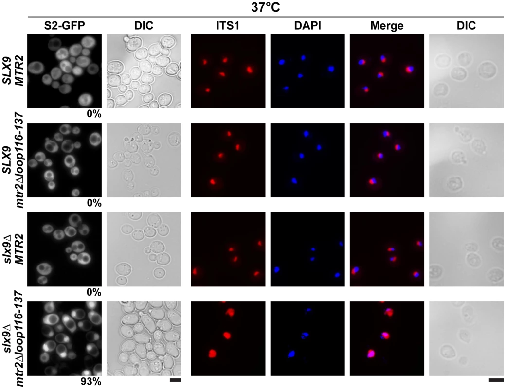 The synthetically enhanced <i>mtr2Δloop116-137slx9</i>Δ double mutant is impaired in pre40S subunit export.