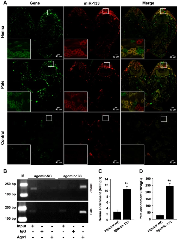 miR-133 can interact with <i>henna</i>/<i>pale</i> in the locust protocerebrum.