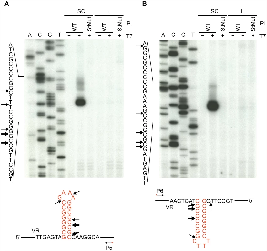 Hairpin/cruciform structure formation in negatively supercoiled DNA.