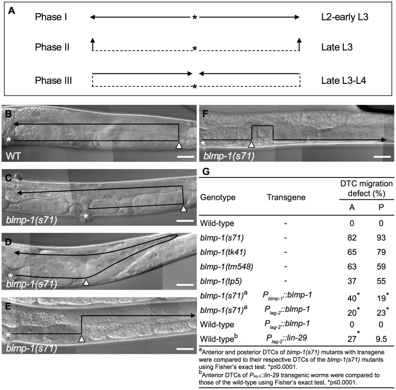 DTC migration defects of <i>blmp-1</i> mutants.