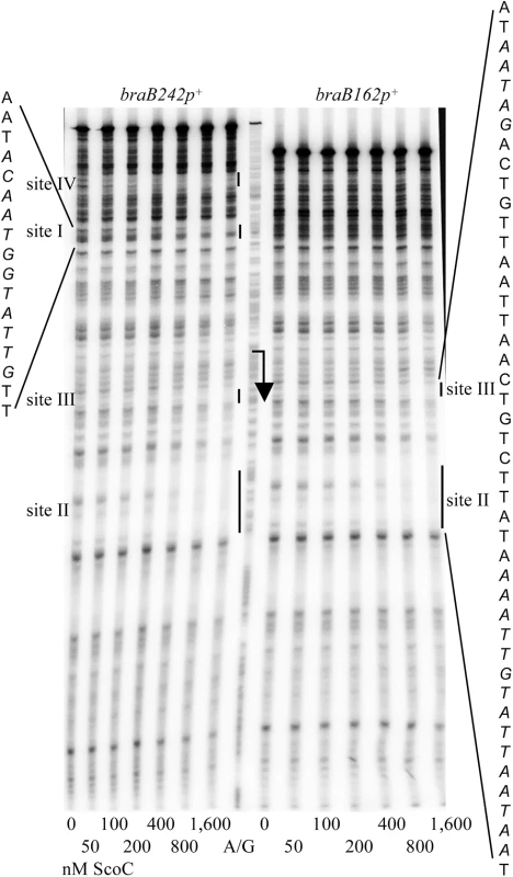 Determination of <i>braB</i> ScoC-binding regions.
