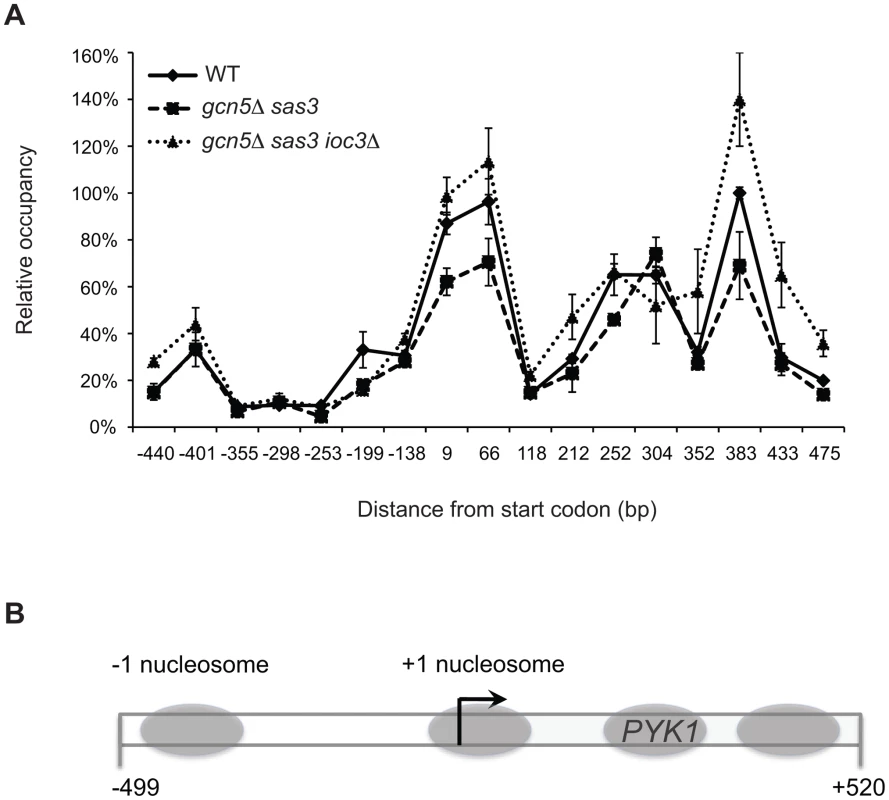 Inactivation of the Isw1a complex in the <i>gcn5</i>Δ <i>sas3</i> mutant does not significantly alter nucleosome positioning at the <i>PYK1</i> gene.