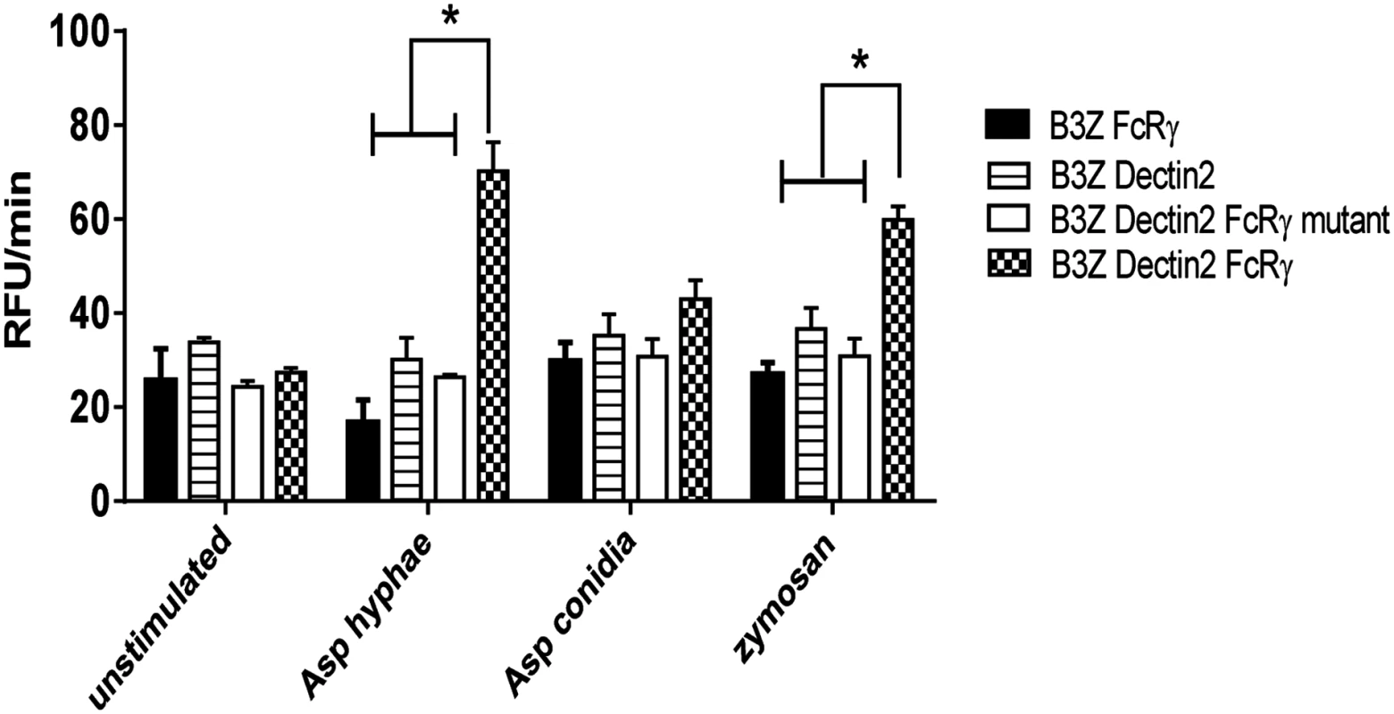 <i>A</i>. <i>fumigatus</i> hyphae trigger signaling responses by Dectin-2 and FcRγ cooperation.