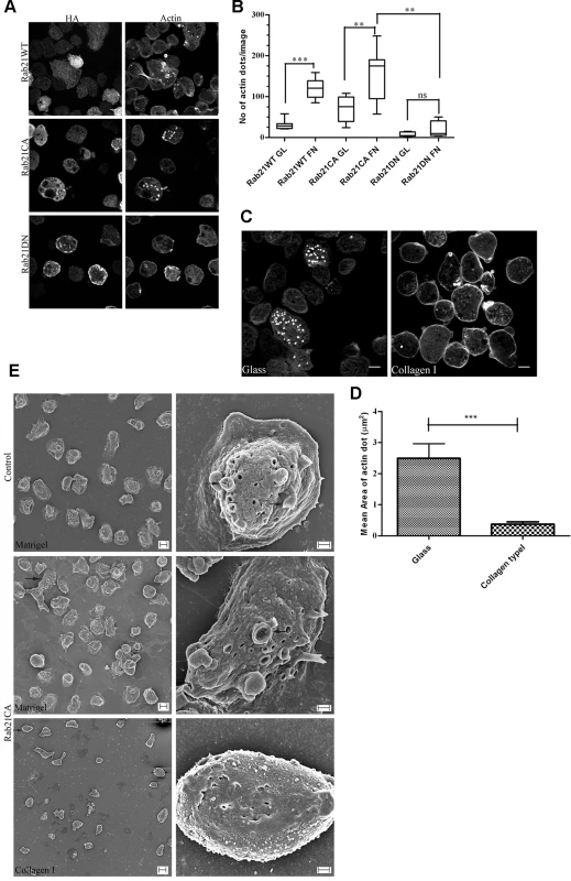 Rab21 regulates the amoebic actin dots.