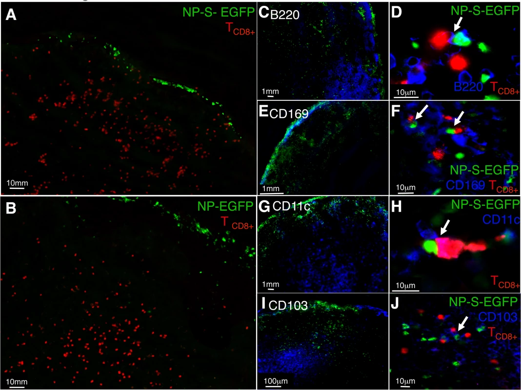 Antigen specific T cells relocate to the LN periphery where they interact with infected pAPC expressing antigen <i>in vivo</i>.