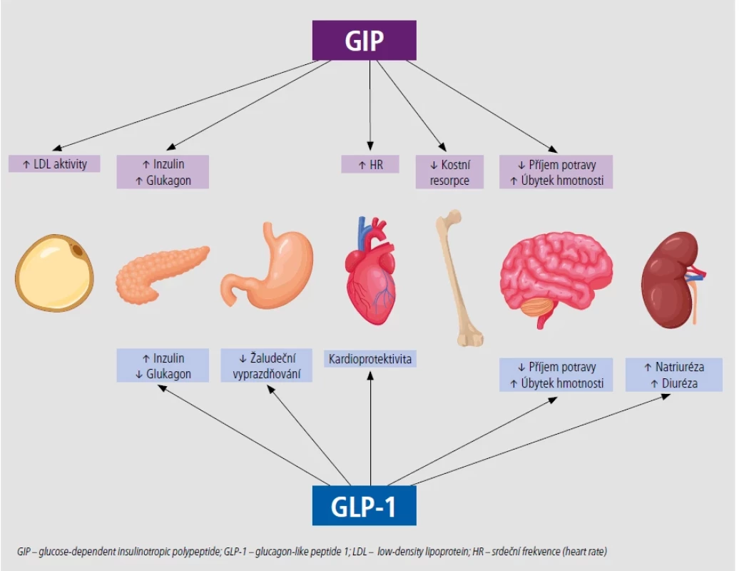 Mechanismus účinku tirzepatidu. [Upraveno podle Dutta P, Kumar Y, Babu A T, et al. Tirzepatide: a promising drug for type 2 diabetes and beyond. Cureus 2023;15(5):e38379. doi: 10.7759/cureus.38379].