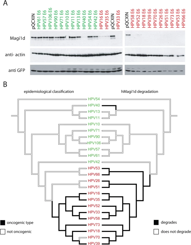 All members of the phylogenetic high-risk clade degrade human MAGI1d.