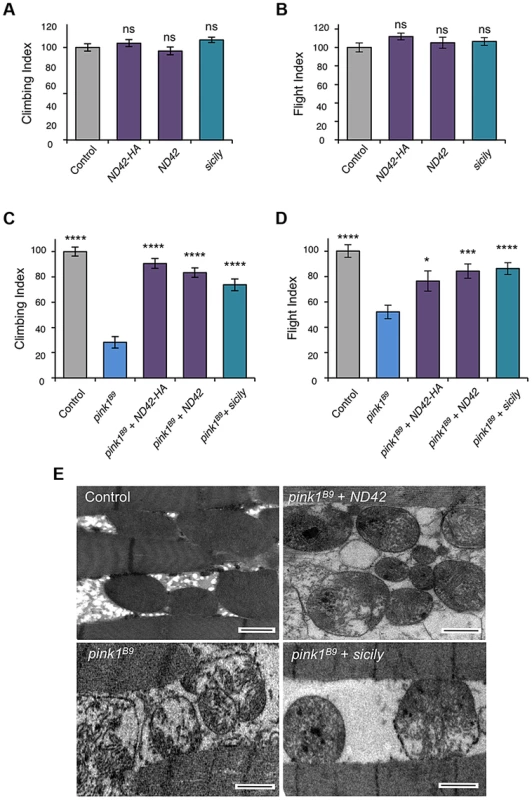 <i>ND42</i> or <i>sicily</i> overexpression can rescue <i>pink1</i> mutant phenotypes in flies.