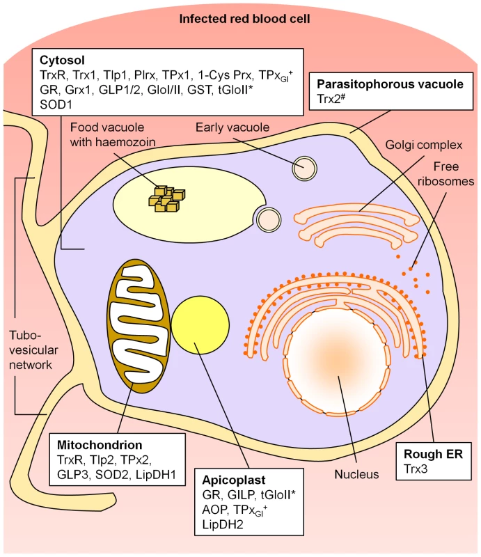 Compartmentation of the redox metabolism in malaria parasites.