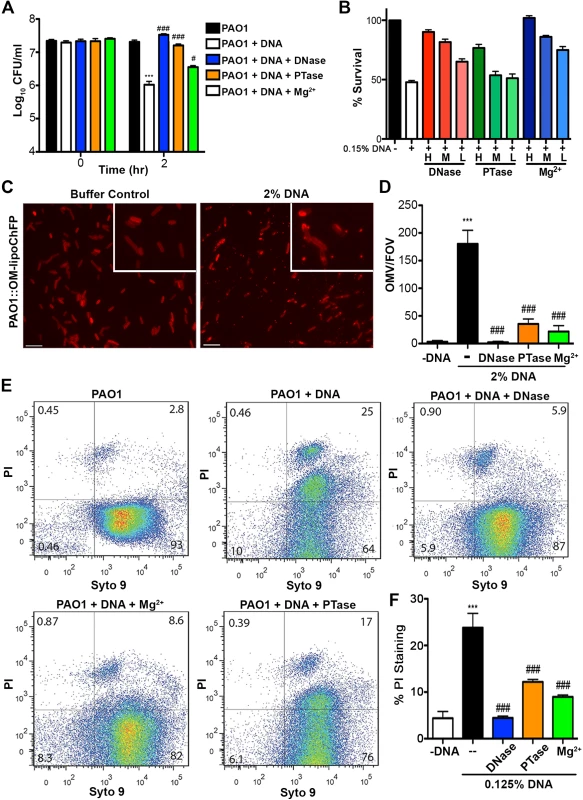 Extracellular DNA exerts bactericidal activity through cation chelation-mediated disruption of the bacterial outer membrane.