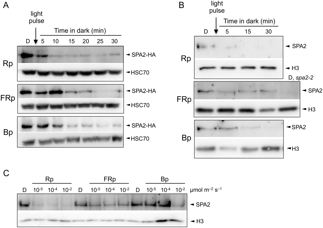 Light exposure rapidly reduces SPA2 protein levels.