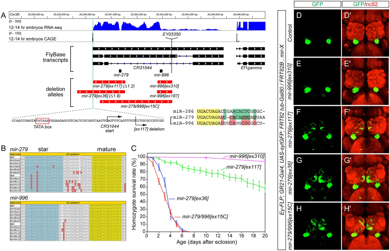 The <i>mir-279/996</i> locus and phenotypes of single and double deletion alleles.