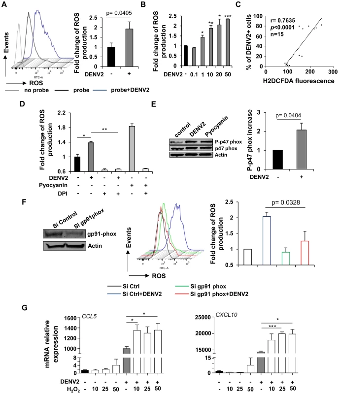 DENV-infected cells accumulate intracellular NOX-derived ROS which potentiate the immune response.