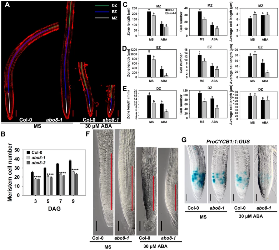 <i>abo8</i> mutation decreases the activity of the root meristem.