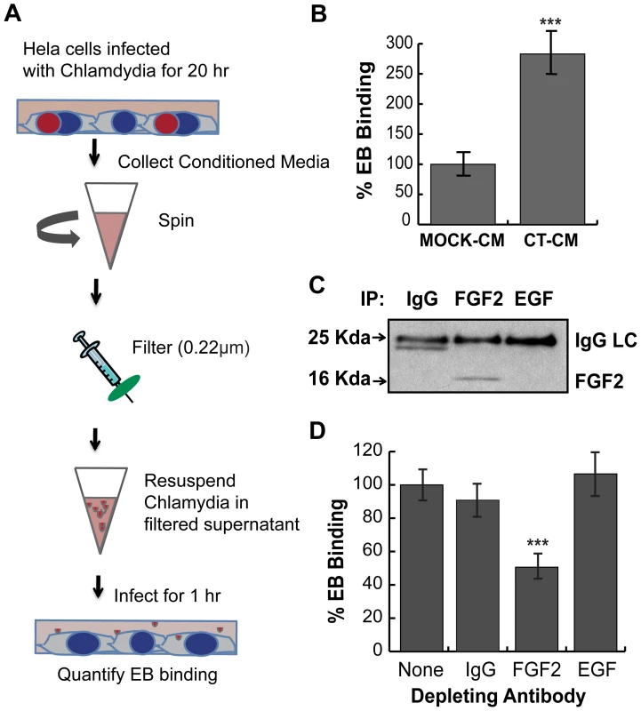 <i>C. trachomatis</i> L2-induced FGF2 facilitates secondary rounds of infection.