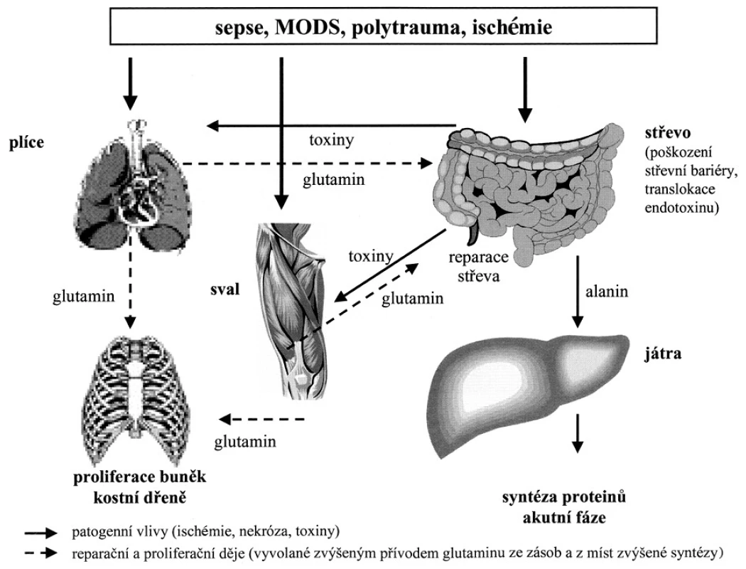 Molilizace glutaminu ze zásob