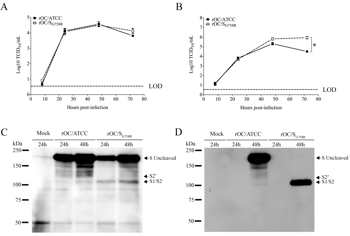 The S glycoprotein harboring a predominant point mutation found in clinical isolates was cleaved more efficiently in supernatant of CNS cells.