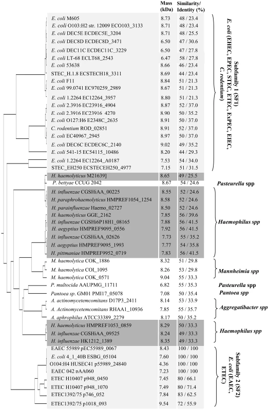 orf60, a new family of regulator proteins.