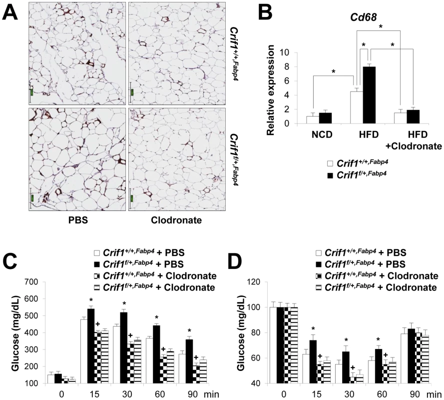 Depletion of macrophages in adipose tissue by clodronate.