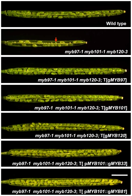 Complementation of the <i>myb97-1 myb101-1 myb120-3</i> mutant.