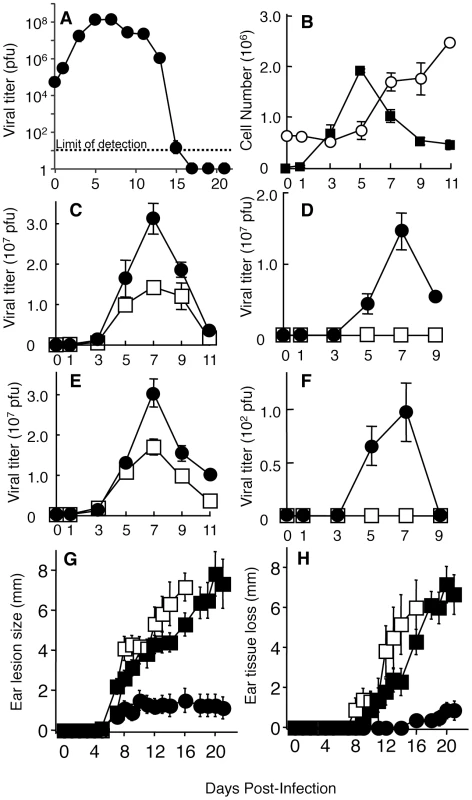 Phagocytic cells control the systemic spread of virus from the ear pinnae and tissue damage at the site of infection.