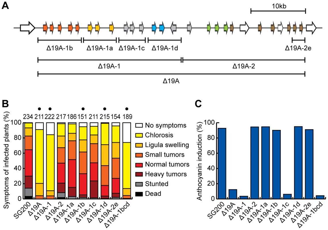 Mapping of effector genes responsible for the virulence phenotype of cluster 19A mutant.