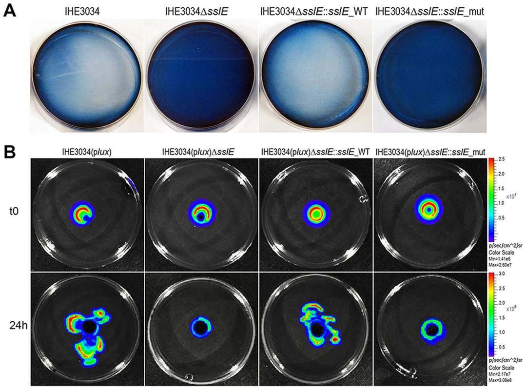 SslE mucinolytic activity.