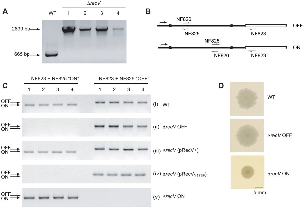 Isolation of Δ<i>recV</i> mutants. A.