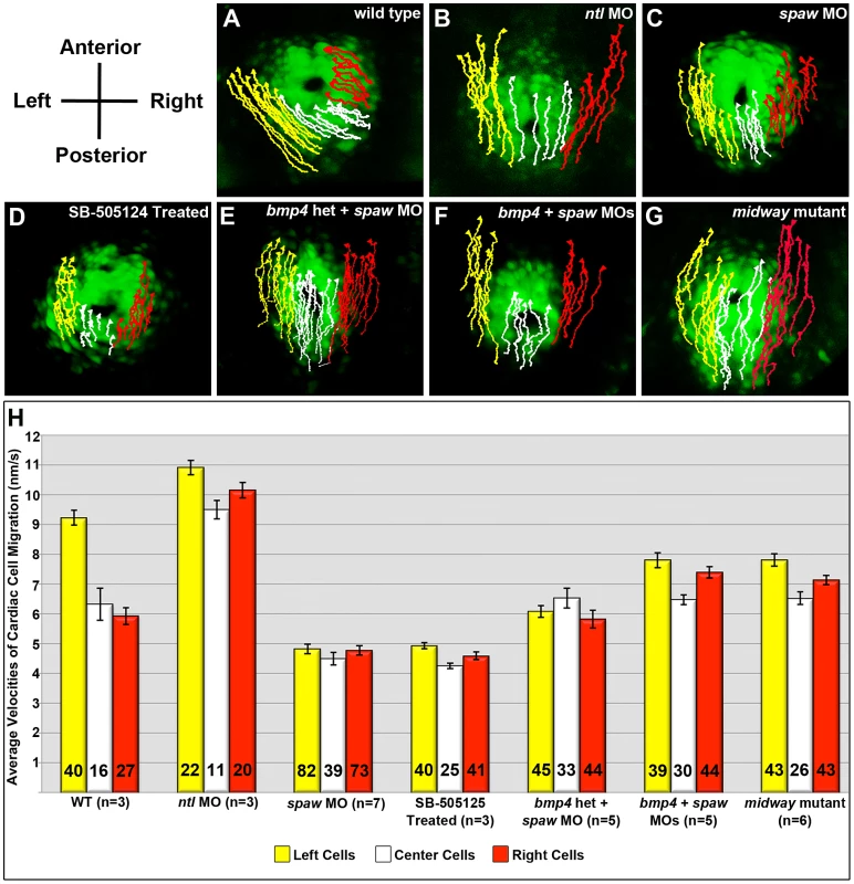 Trajectories and average velocities of migrating cells within the cardiac cone.