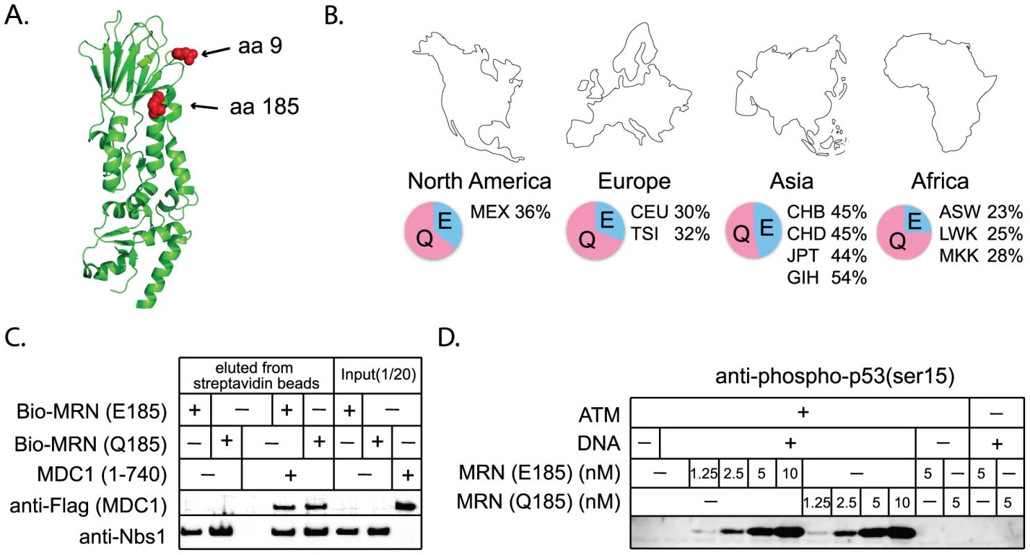 Interactions with other repair proteins have been conserved in Nbs1 despite its positive selection.