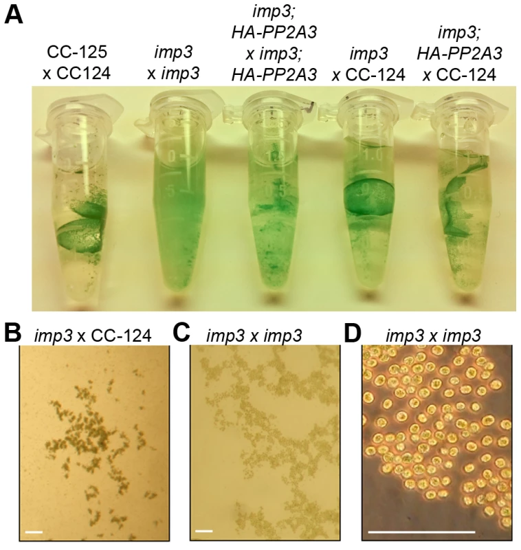 Pellicle phenotype after cell mating.